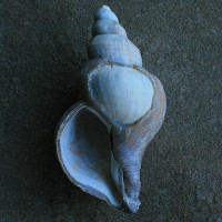 Linksgewonden noordhoren