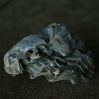japanse oester jong4
