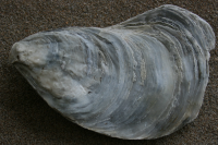 gewone oester4