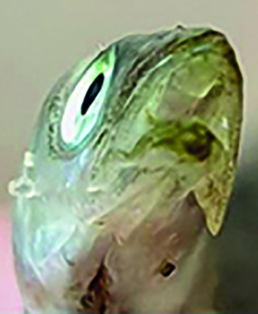 Corbin's Sand-Eel photo 3