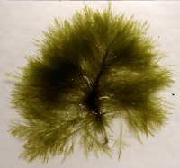 Onregelmatig vederwier